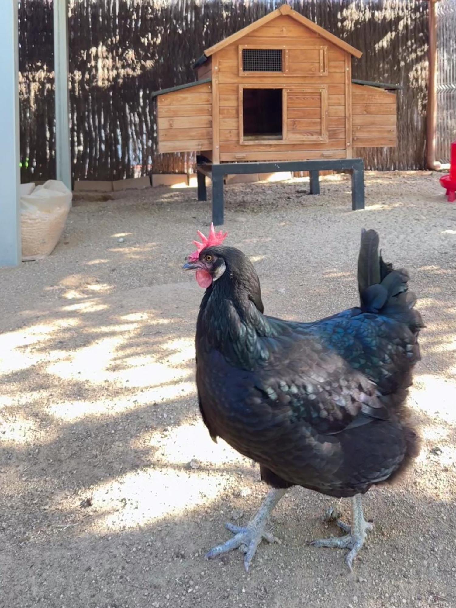 Mas Can Calet Aparthotel Les Franqueses del Vallès 외부 사진